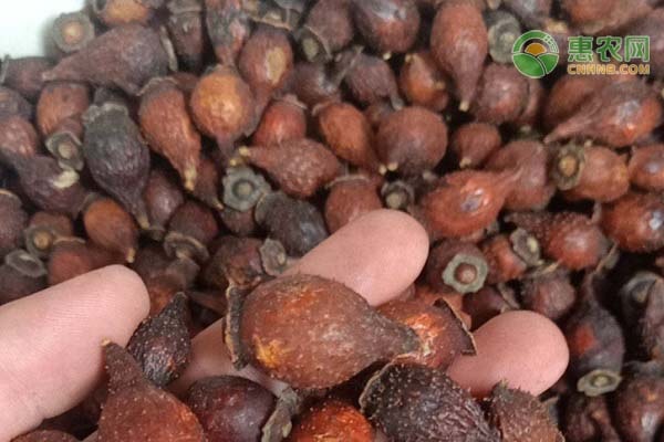 2026年金樱子价格多少钱一斤？(图1)