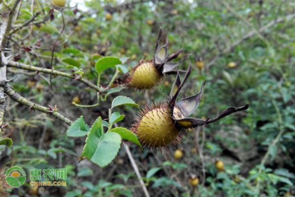 2026年金樱子价格多少钱一斤？(图3)