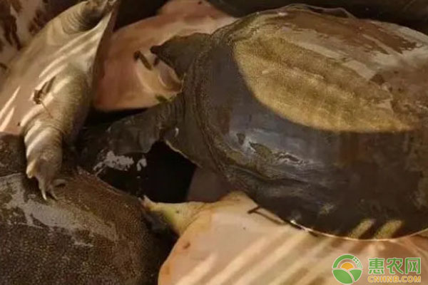 2026年甲鱼价格多少钱一斤？(图1)