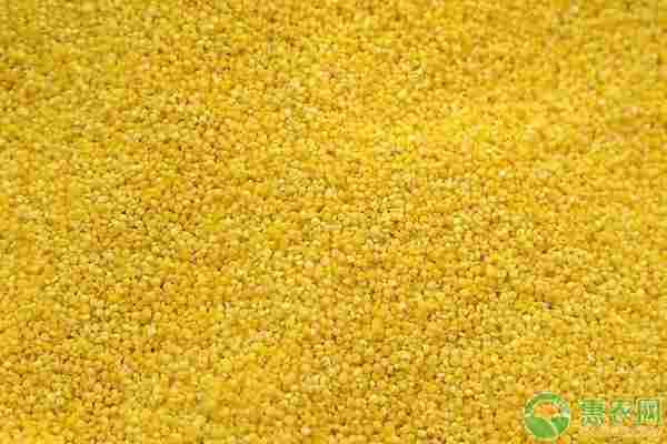 2026年小米价格多少钱一斤？(图1)