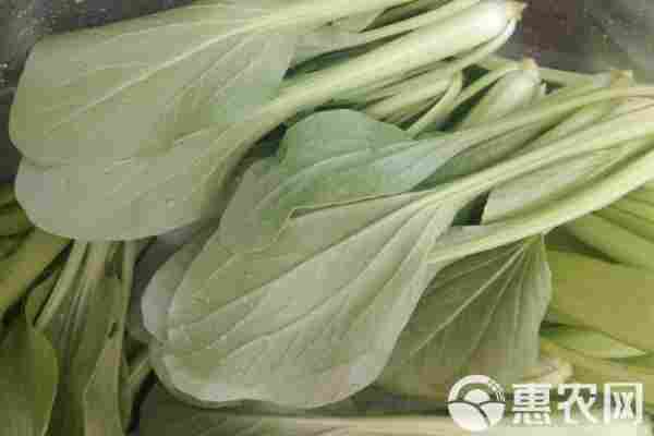 2026年小白菜价格多少钱一斤？(图1)