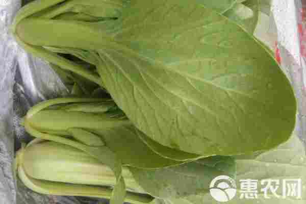 2026年小白菜价格多少钱一斤？(图3)