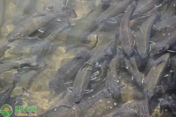 2026年鲑鱼价格多少钱一斤？(图3)