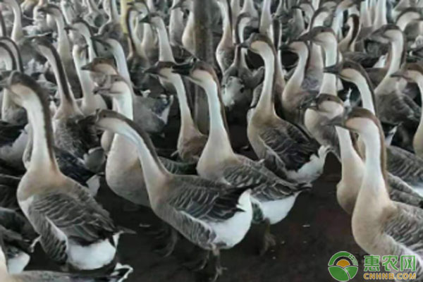 2026年鹅苗价格多少钱一只？(图2)