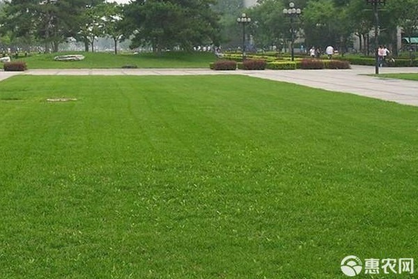 2026年草坪价格多少钱一平方？(图2)