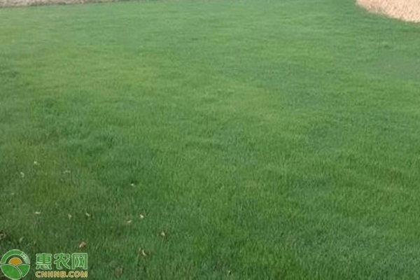 2026年草坪价格多少钱一平方？(图3)