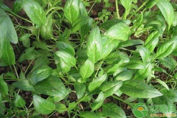 2026年菠菜价格多少钱一斤？(图1)