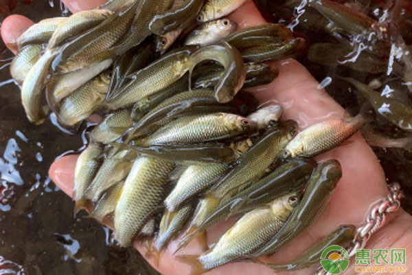 2026年草鱼价格多少钱一斤？(图1)