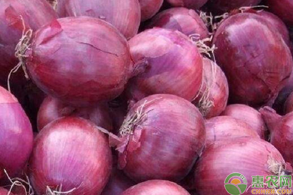 2026年洋葱价格多少钱一斤？(图1)