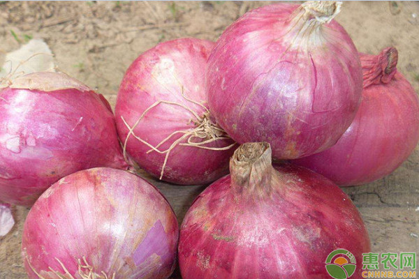 2026年洋葱价格多少钱一斤？(图3)