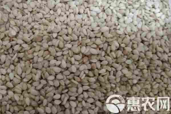 2026年芝麻价格多少钱一斤？(图2)
