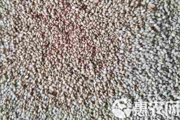 2026年芝麻价格多少钱一斤？(图3)