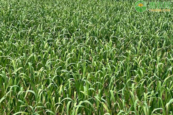 2026年蒜苗价格多少钱一斤？(图1)