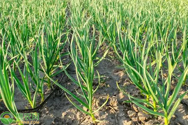 2026年蒜苗价格多少钱一斤？(图2)