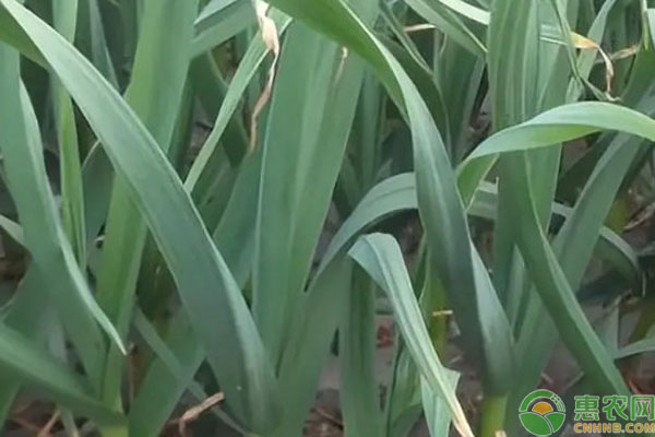 2026年蒜苗价格多少钱一斤？(图3)
