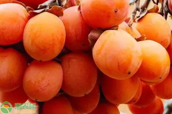 2026年柿子价格多少钱一斤？(图1)
