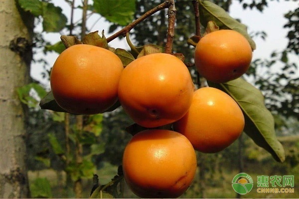 2026年柿子价格多少钱一斤？(图2)