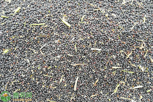 2026年菜籽价格多少钱一斤？(图1)