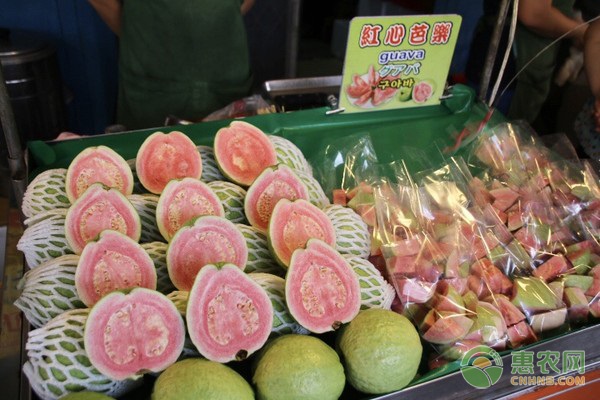 2026年番石榴价格多少钱一斤？(图1)