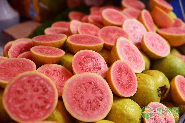 2026年番石榴价格多少钱一斤？(图2)