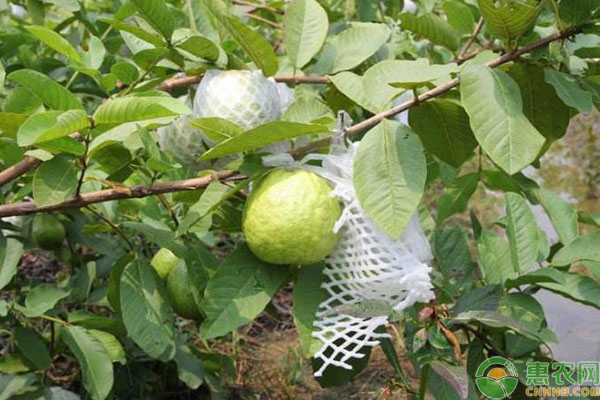 2026年番石榴价格多少钱一斤？(图3)