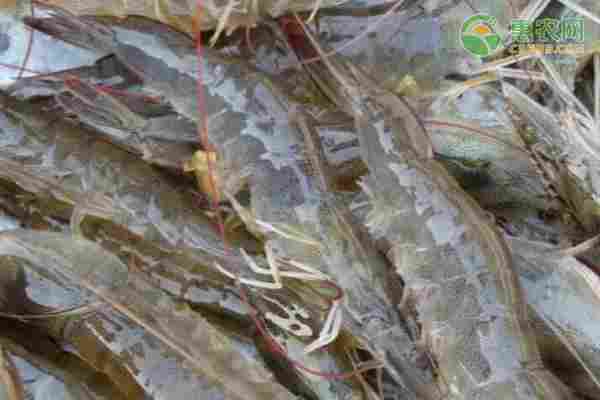 2026年对虾价格多少钱一斤？(图1)