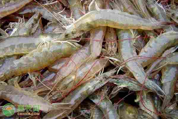 2026年对虾价格多少钱一斤？(图2)