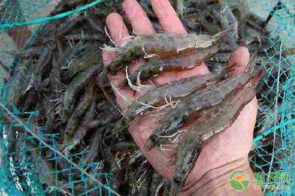 2026年对虾价格多少钱一斤？(图3)