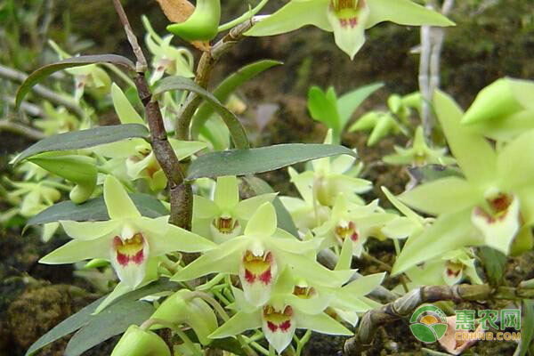 2026年石斛价格多少钱一斤？(图3)