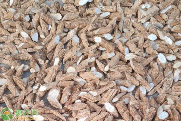 2026年牛大力价格多少钱一斤？(图1)