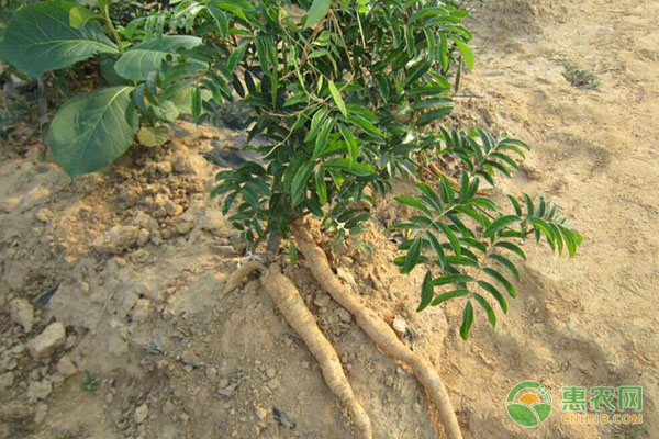 2026年牛大力价格多少钱一斤？(图2)