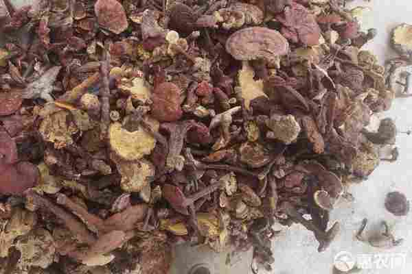 2026年灵芝价格多少钱一斤？(图1)