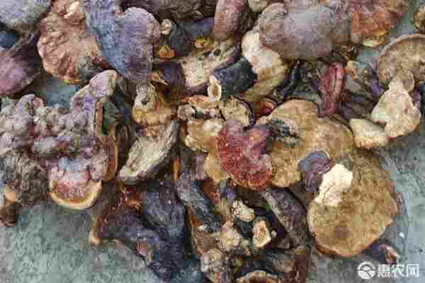 2026年灵芝价格多少钱一斤？(图2)