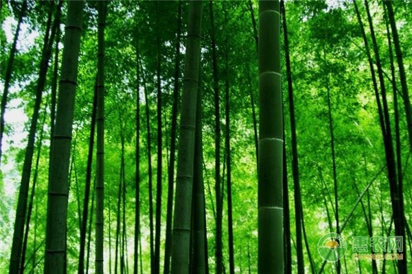 2026年竹子价格多少钱一根？(图1)