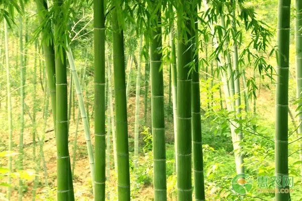 2026年竹子价格多少钱一根？(图2)