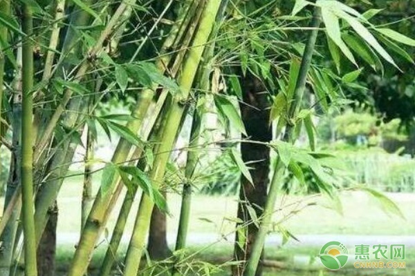 2026年竹子价格多少钱一根？(图3)