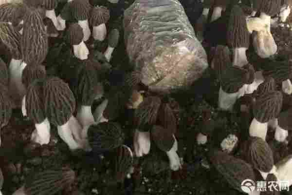 2026年羊肚菌价格多少钱一斤？(图1)