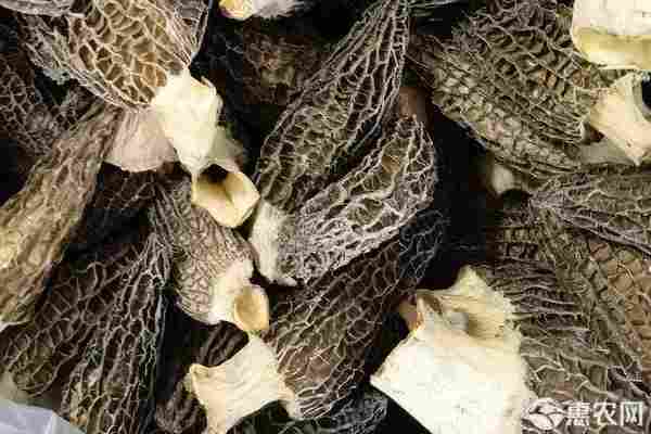 2026年羊肚菌价格多少钱一斤？(图2)