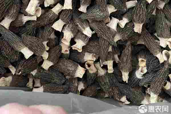 2026年羊肚菌价格多少钱一斤？(图3)