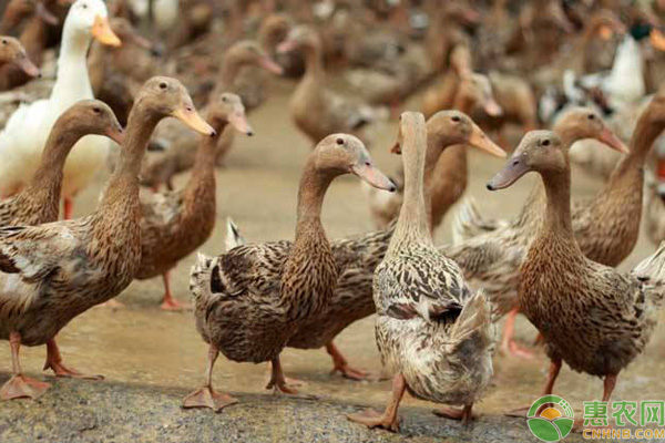2026年鸭肉价格多少钱一斤？(图1)