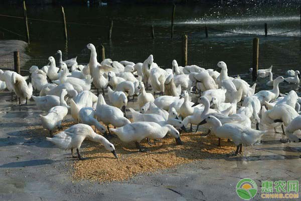 2026年鸭肉价格多少钱一斤？(图3)