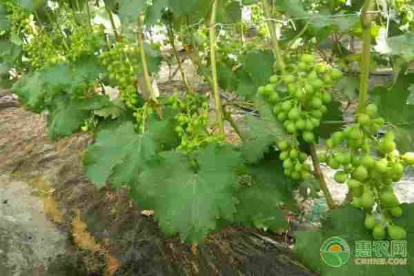 2026年葡萄苗价格多少钱一棵?(图2) 2026年葡萄苗价格多少钱一棵?(图2)