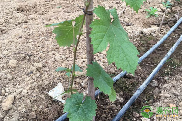 2026年葡萄苗价格多少钱一棵?(图3) 2026年葡萄苗价格多少钱一棵?(图3)