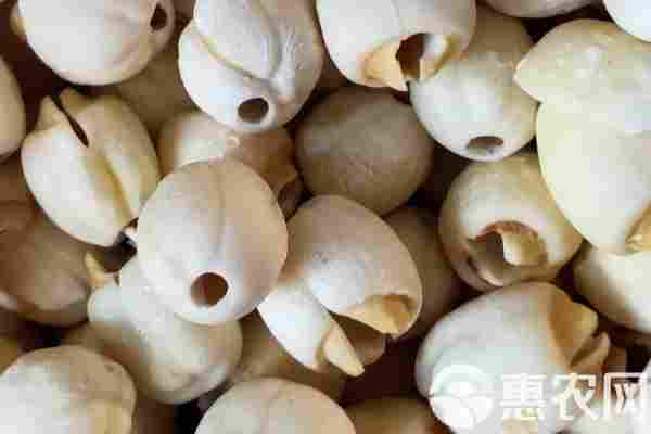 2026年莲子价格多少钱一斤?(图1) 2026年莲子价格多少钱一斤?(图1)