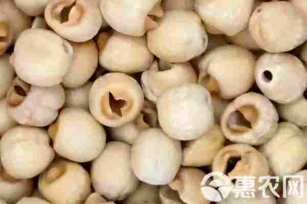 2026年莲子价格多少钱一斤?(图3) 2026年莲子价格多少钱一斤?(图3)