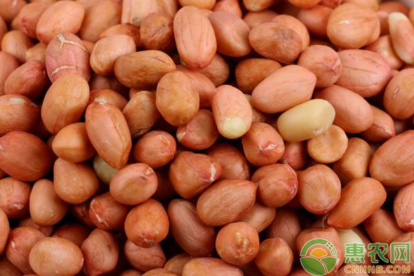 2026年花生种子价格多少钱一斤？(图1)