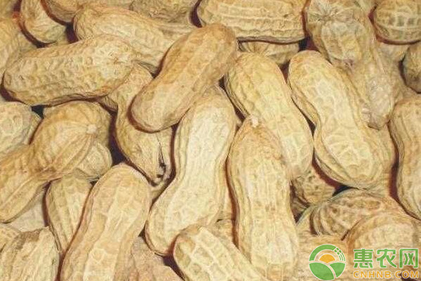 2026年花生种子价格多少钱一斤？(图2)