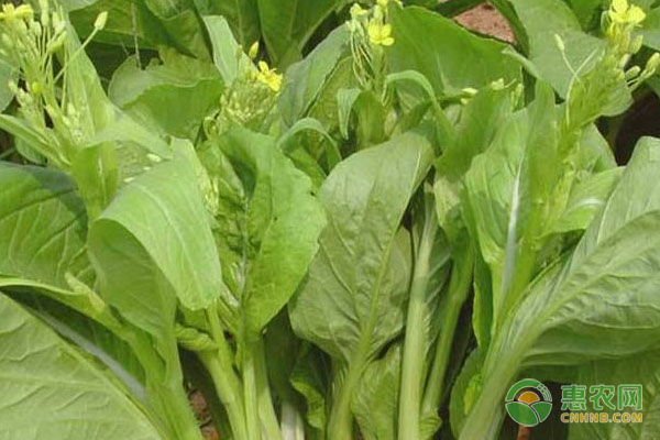 2026年菜苔价格多少钱一斤?(图1) 2026年菜苔价格多少钱一斤?(图1)