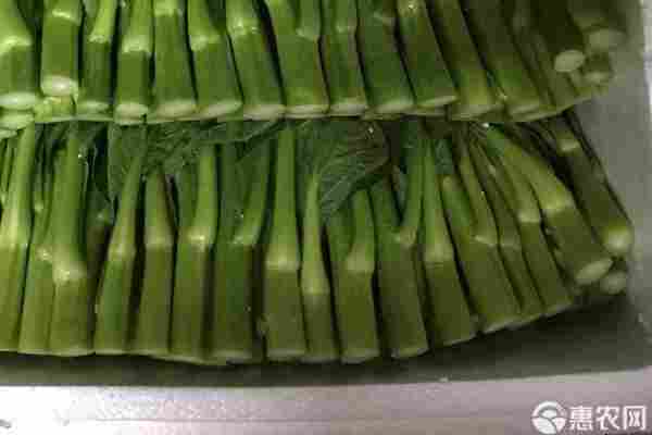 2026年菜苔价格多少钱一斤?(图2) 2026年菜苔价格多少钱一斤?(图2)