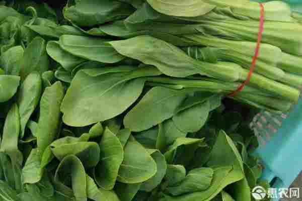 2026年菜苔价格多少钱一斤?(图3) 2026年菜苔价格多少钱一斤?(图3)